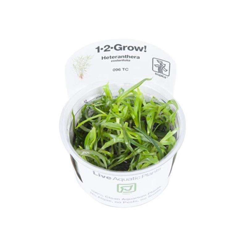 Planta acvariu Heteranthera Zosterifolia in vitro Tropica - imagine 4